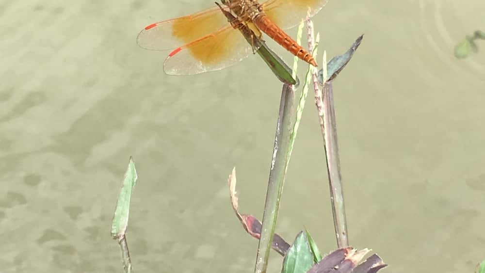 Found this beauty while waiting beside a pond. #springfun