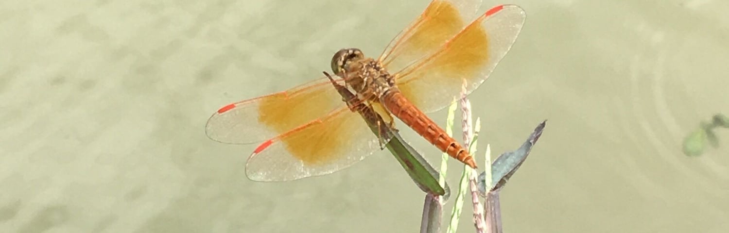 Found this beauty while waiting beside a pond. #springfun