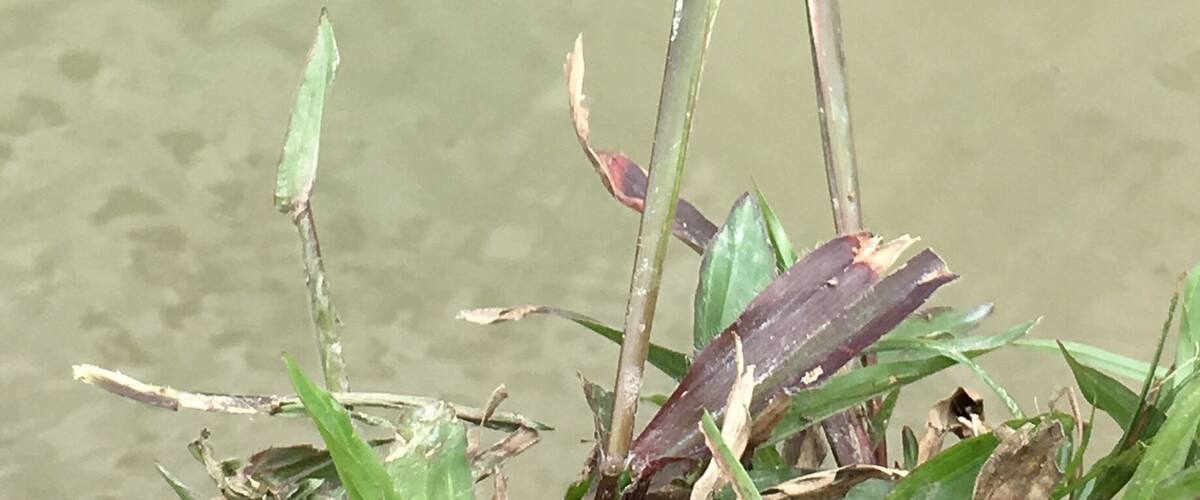 A dragonfly perched on a plant near water.