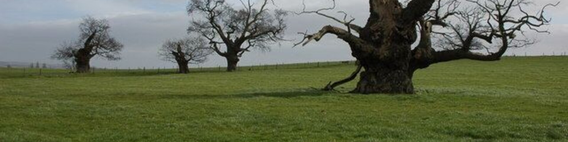 Old oak trees at Home Farm, Forthampton There are probably about thirty to forty of these amazing old knarlly oak trees to the north of Home Farm at Forthampton beside the footpath from Home Farm to Upper Lode.
