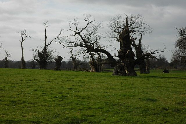 Old oak trees, Home Farm, Forthampton Looking older than time itself these very old oak trees must have been mature at the time of the Battle of Tewkesbury in 1471.
