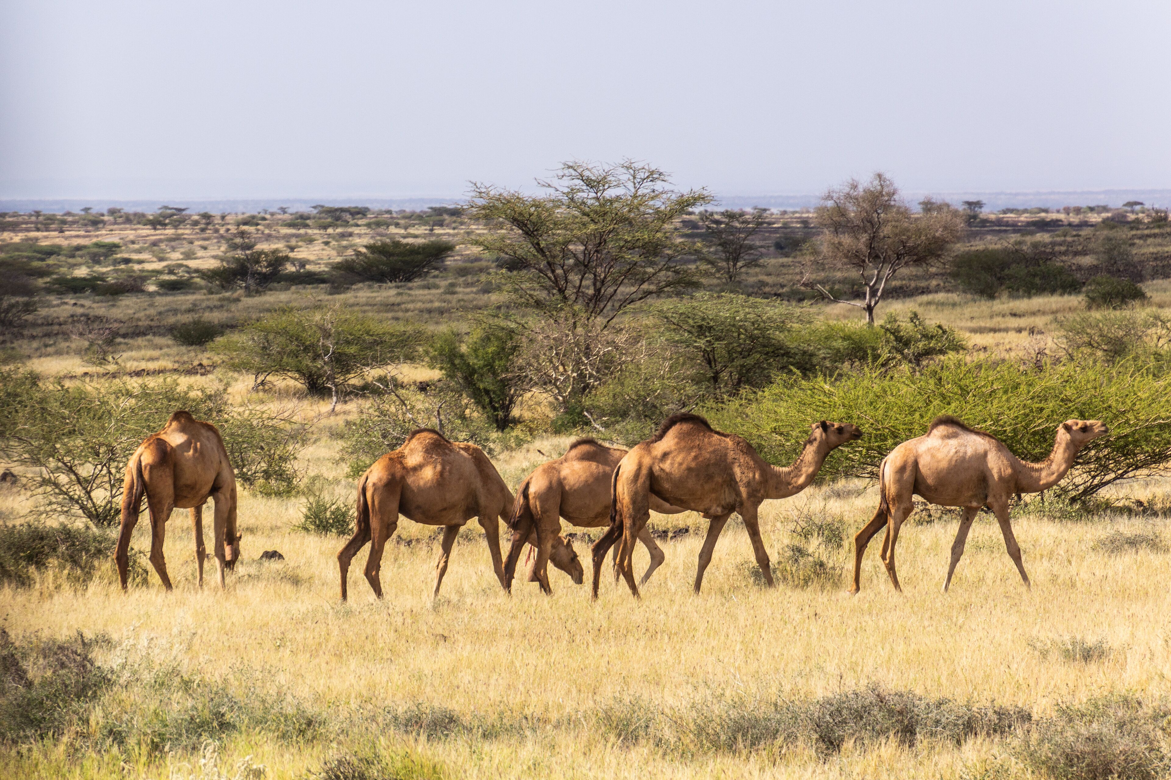 Camels near Marsabit town, Kenya