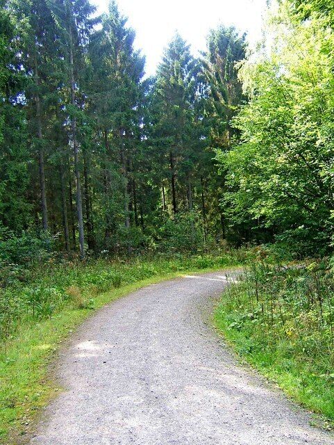 Uma estrada de cascalho serpenteia por uma floresta densa.