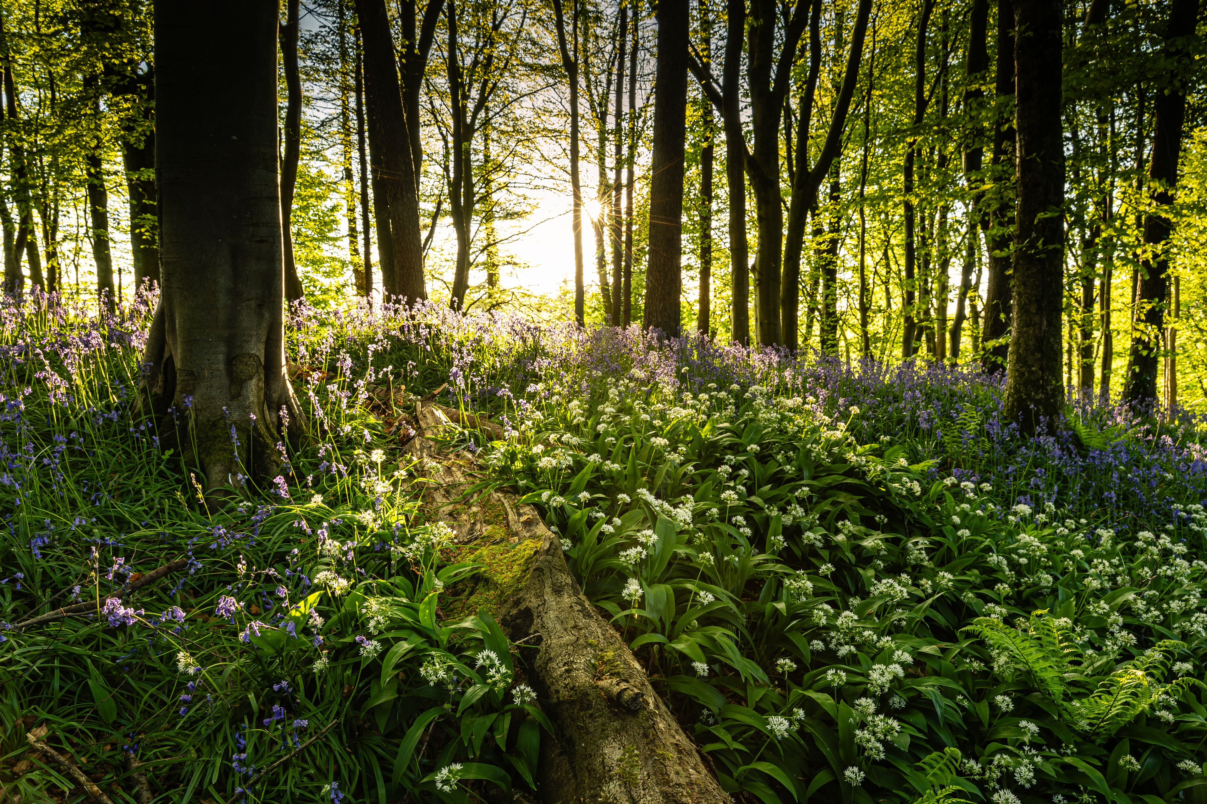 Un bosque con árboles altos y una variedad de flores silvestres.