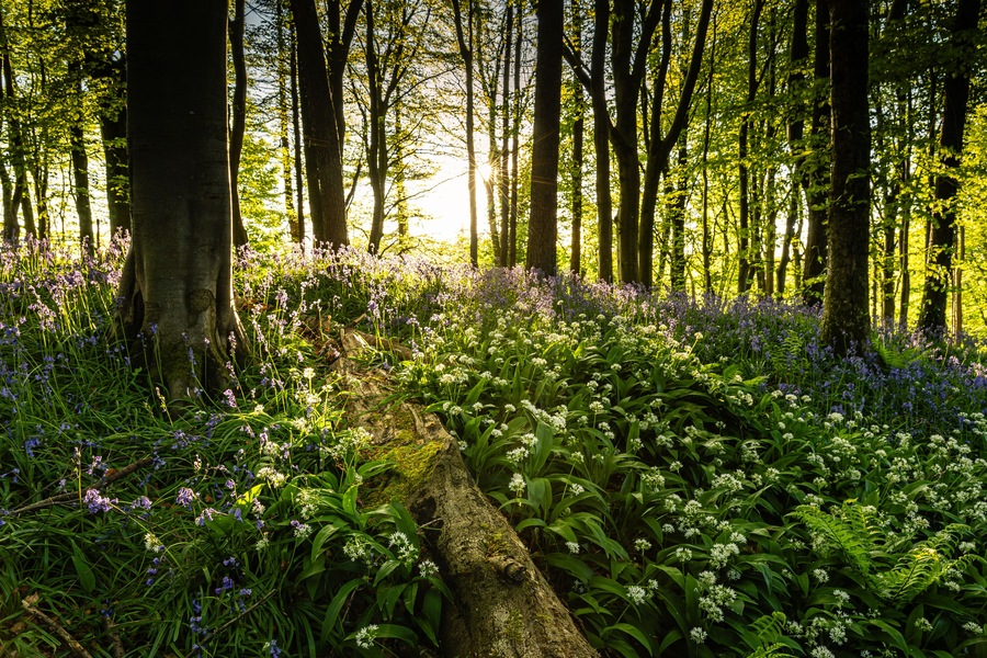 Un bosque con árboles altos y una variedad de flores silvestres.