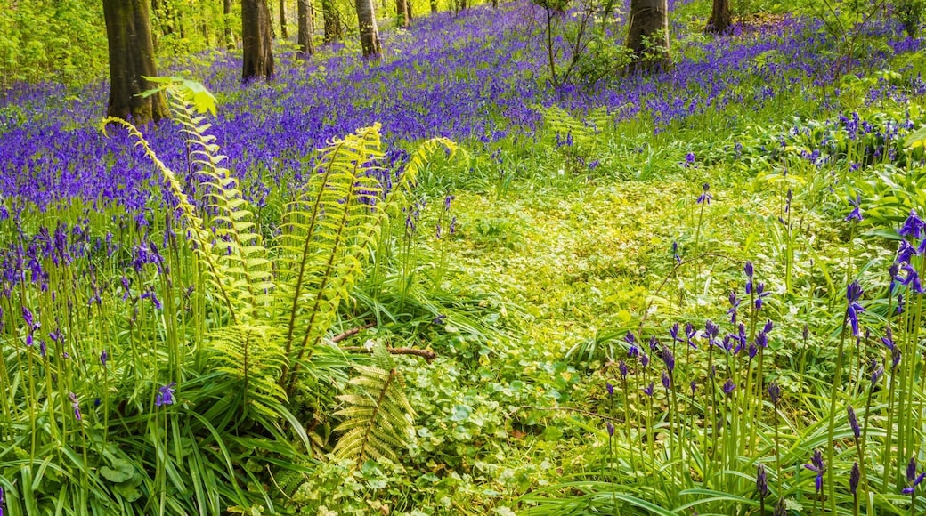 Bluebells Portglenone forest #BVSBLUE