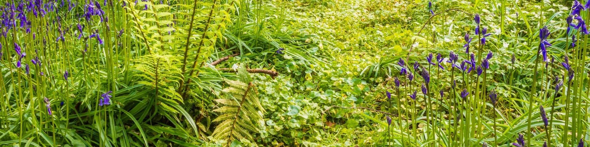 Bluebells Portglenone forest #BVSBLUE