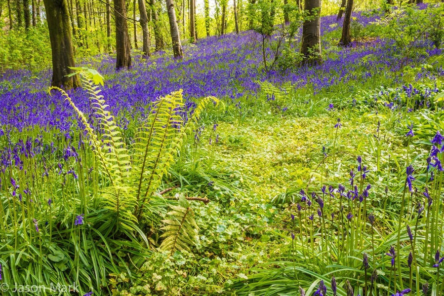 Bluebells Portglenone forest #BVSBLUE
