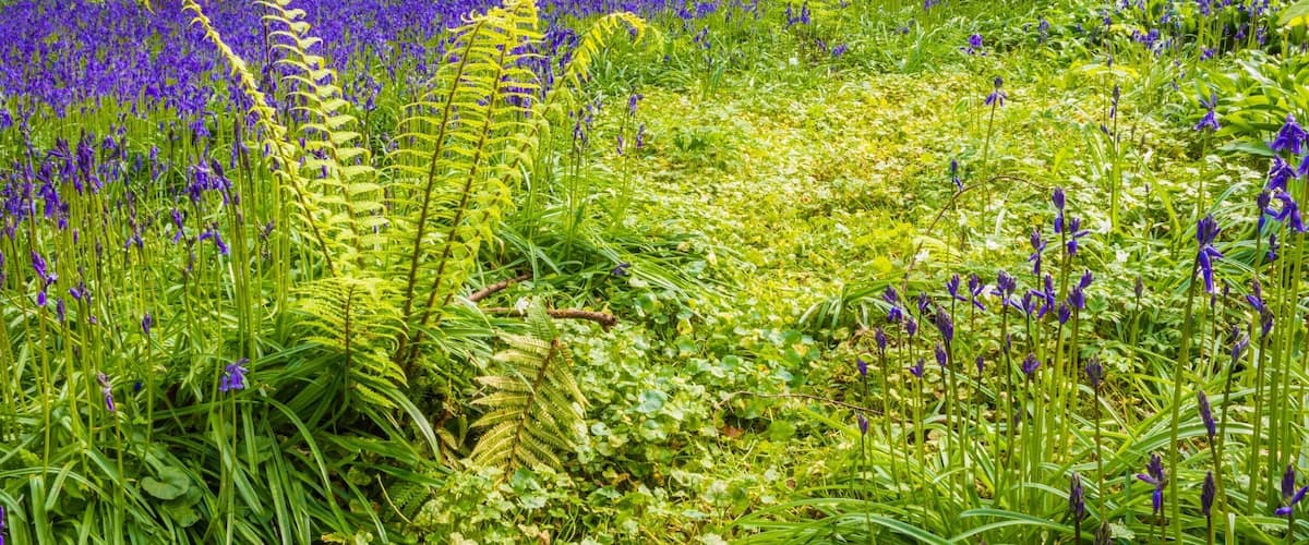 A forest with a carpet of bluebells and green ferns.