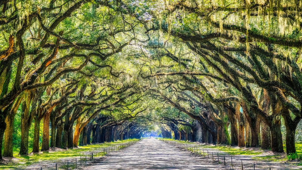 Mystic Wormsloe