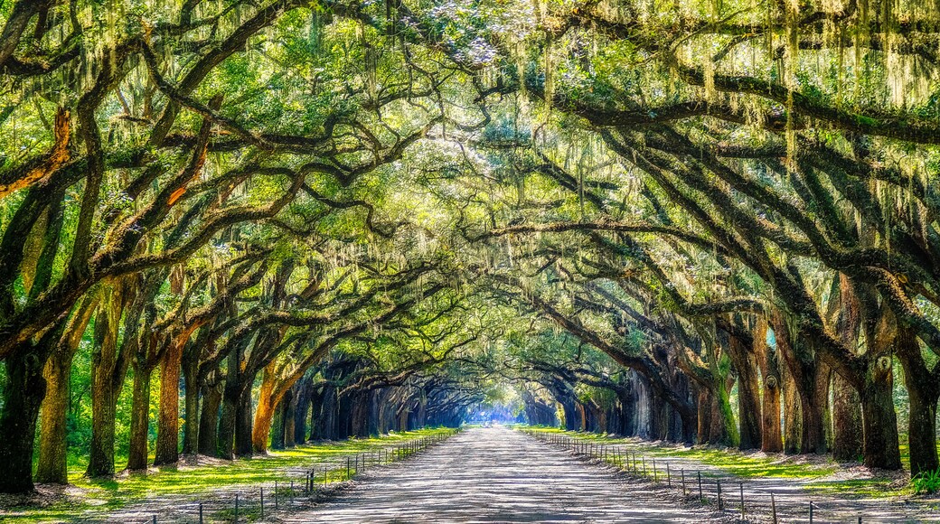 Mystic Wormsloe