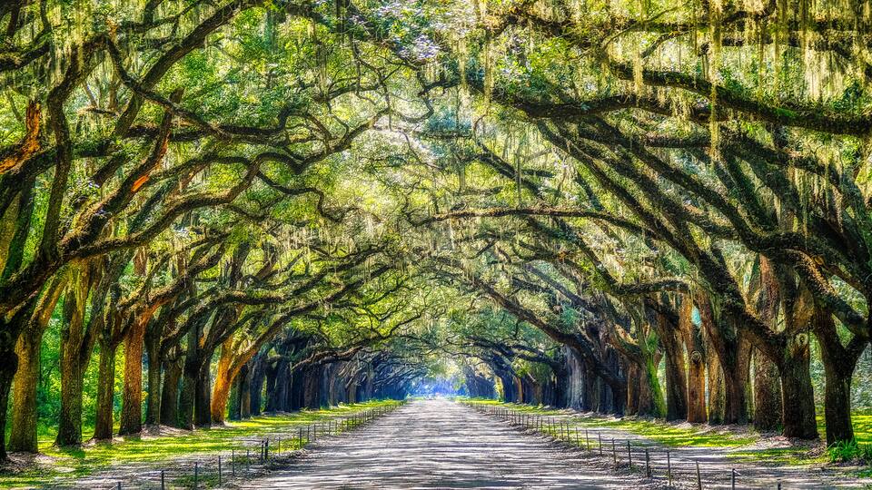 Mystic Wormsloe