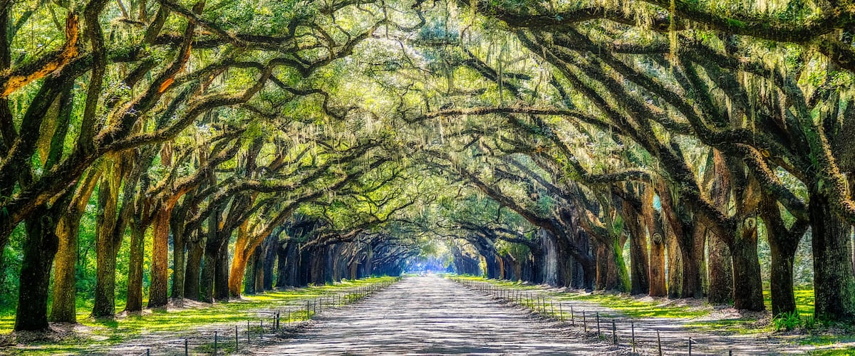 A tree-lined pathway with a fence down the center.