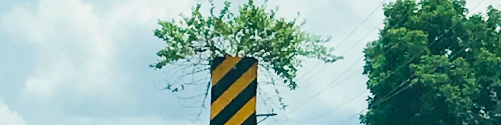 Such an odd piece of art Or somehow a plants response to stimuli! I love it!