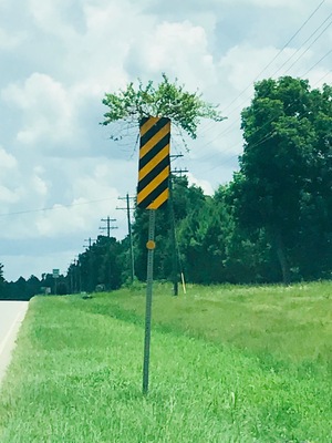 Such an odd piece of art Or somehow a plants response to stimuli! I love it!