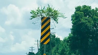 Such an odd piece of art Or somehow a plants response to stimuli! I love it!