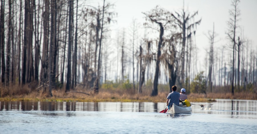 Canoeing in the Okefenokee Swamp