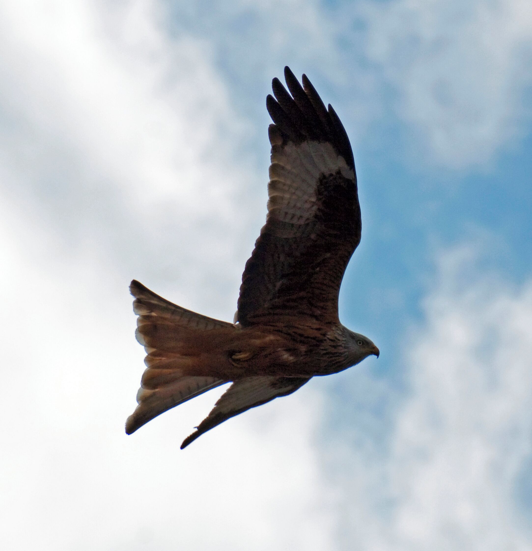 Red Kite 8a