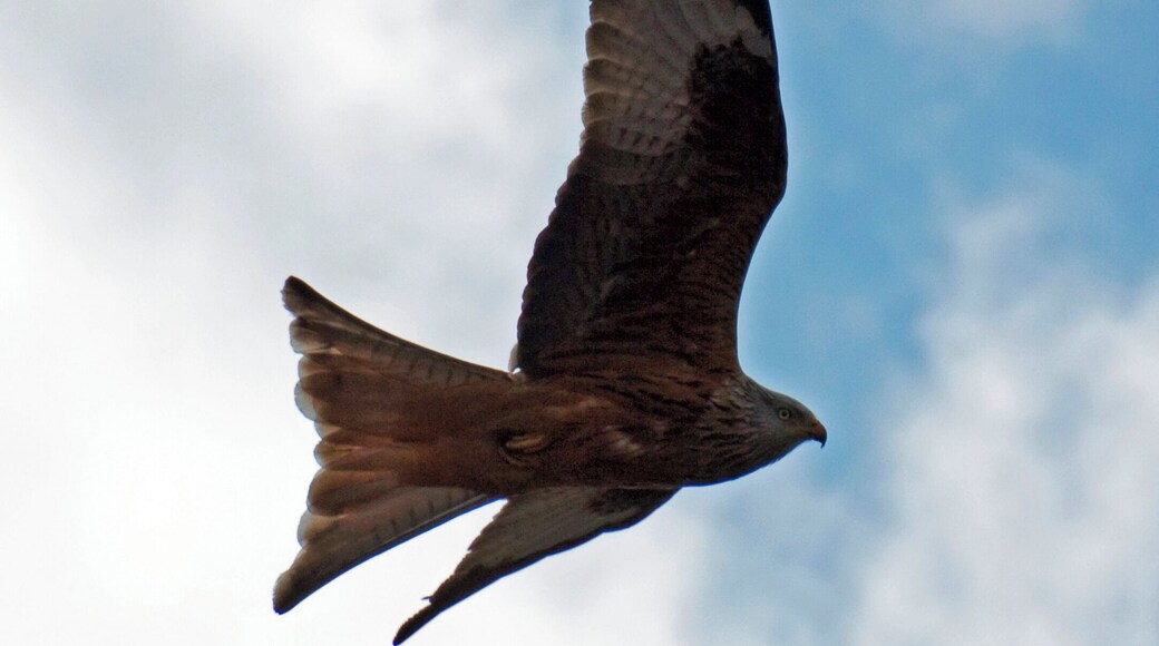 Red Kite 8a