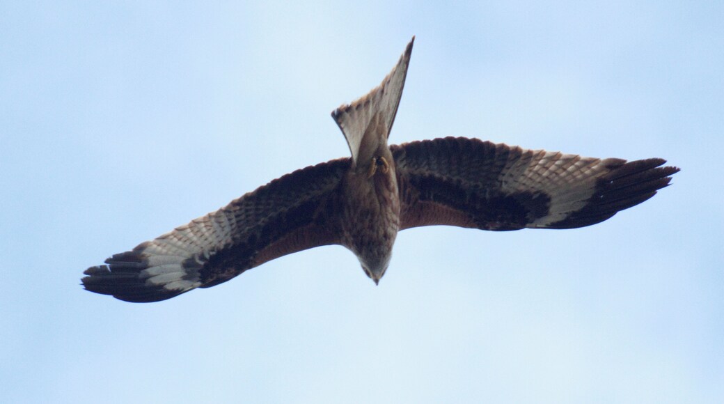 I noticed several soaring birds of prey while driving on the A1430 near Wallingford. I managed to catch a few photos a long way off, unfortunately they are bit grainy but they seem to be Red Kites. These used to be very rare so I'm not sure if they really are Kites.