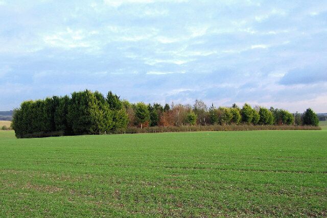 Copse of Trees. Near Barrow Hill, looking East