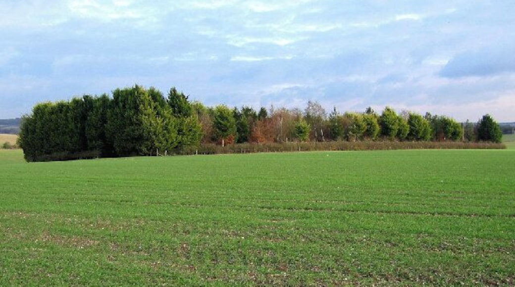 Copse of Trees. Near Barrow Hill, looking East