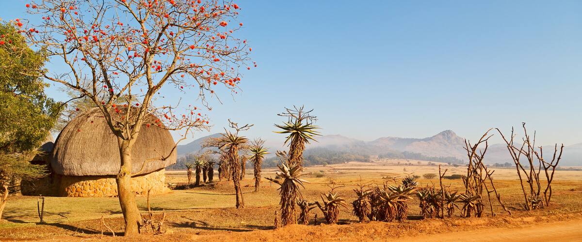 A rural landscape with a thatched-roof house, a large tree with red berries, and a dry, open field with mountains in the background.