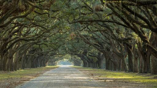 Avenue of oaks in American South
