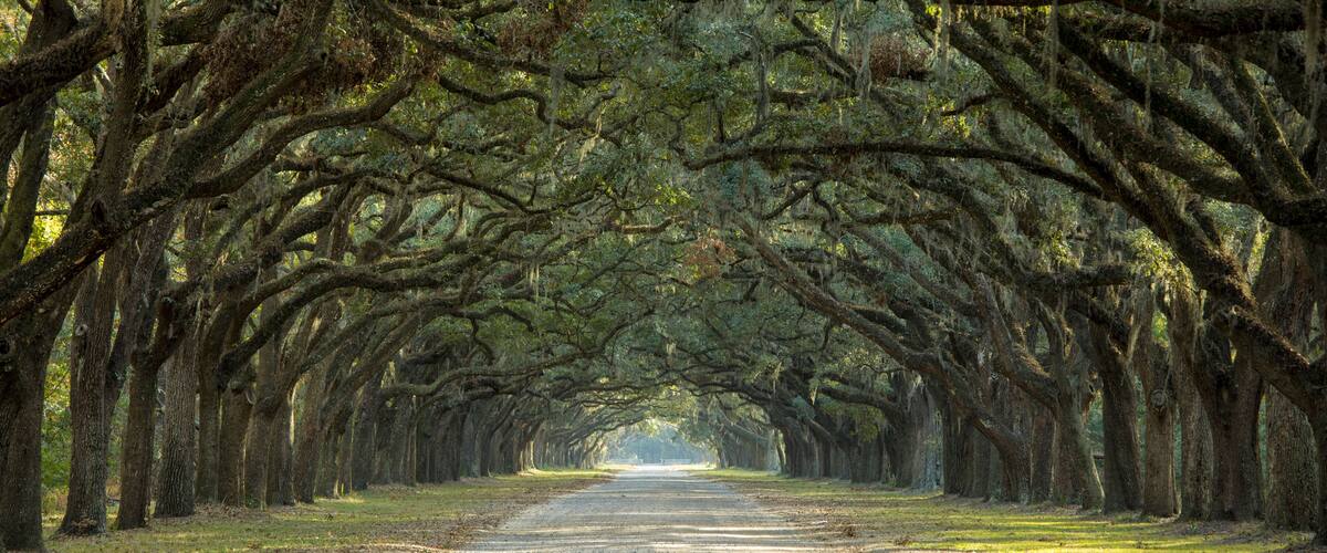 A tree-lined road with a clear path.