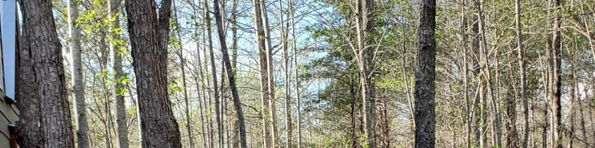 We rented a little cabin up there near Fort pane Alabama and DeSoto And Ruby falls it was spring break 2019 we love the outdoor feeling all around us just a nices area to rent an relaxes. If you want want to rent it just ask i get you there number beautiful.