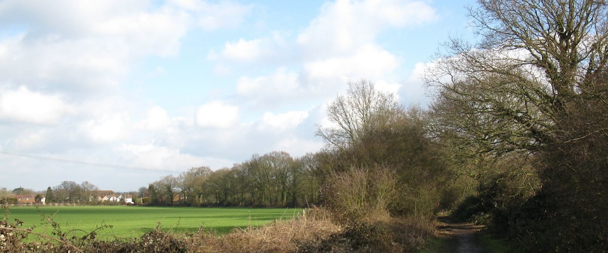 A rural path with a green field on one side and dense bushes on the other.