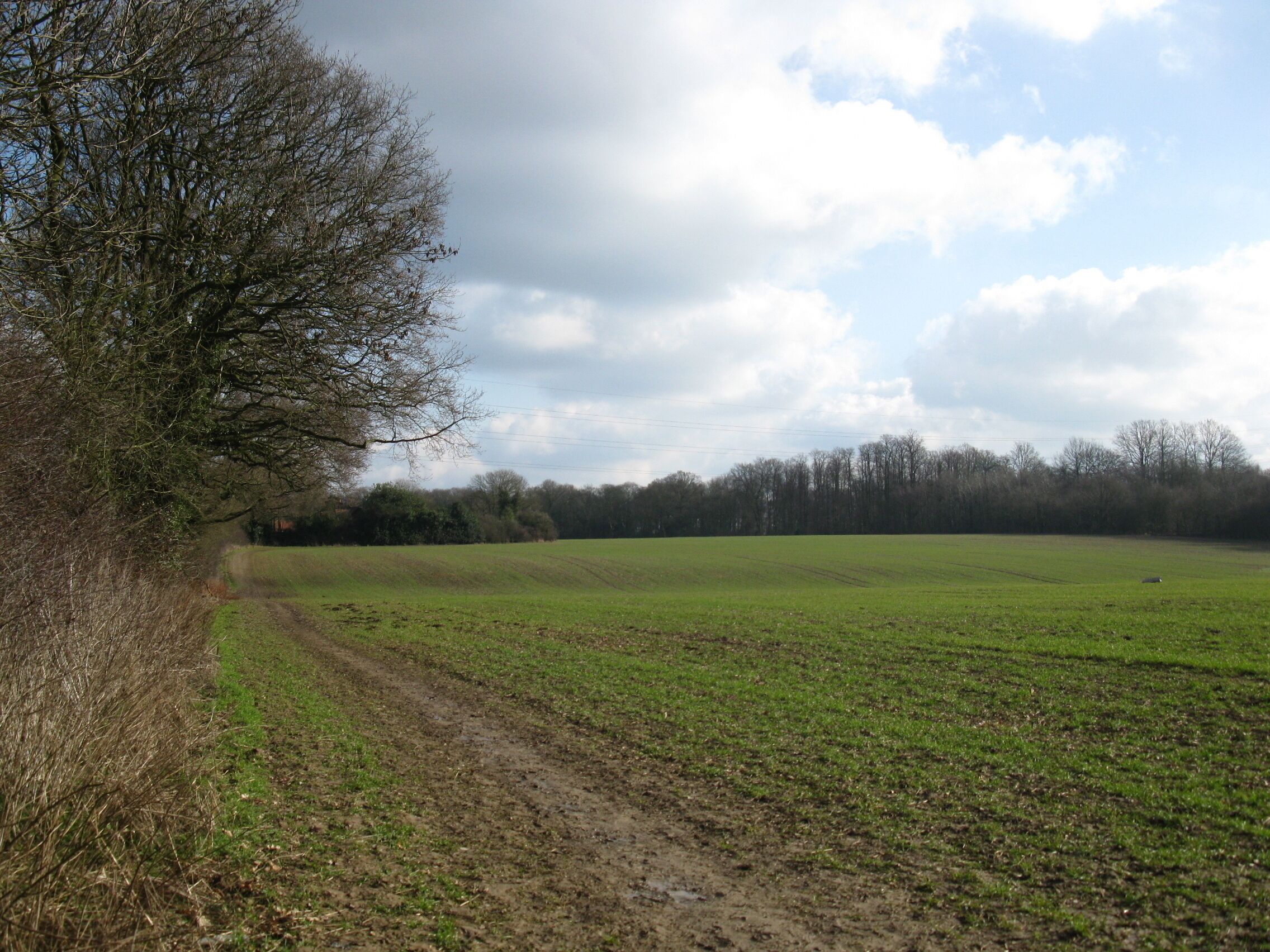 Very large field seen from Sadler's Lane Field cultivated with barley.