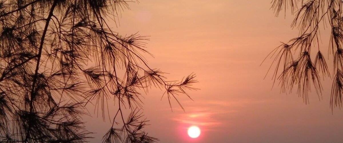 A sunset over the ocean with silhouettes of pine branches in the foreground.