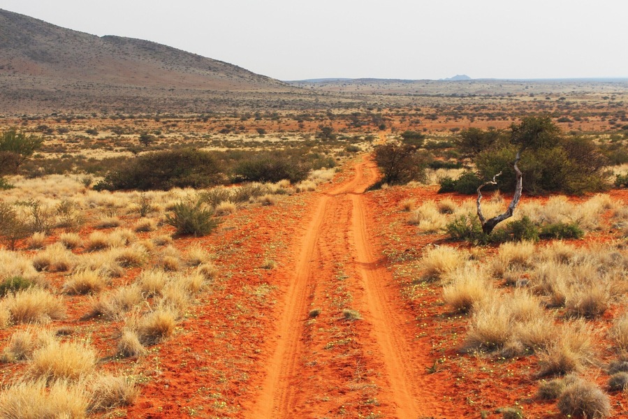 Game farm in the Kalahari