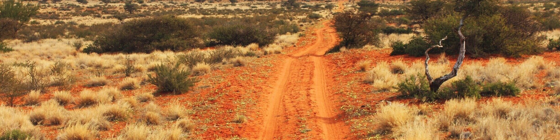 Game farm in the Kalahari