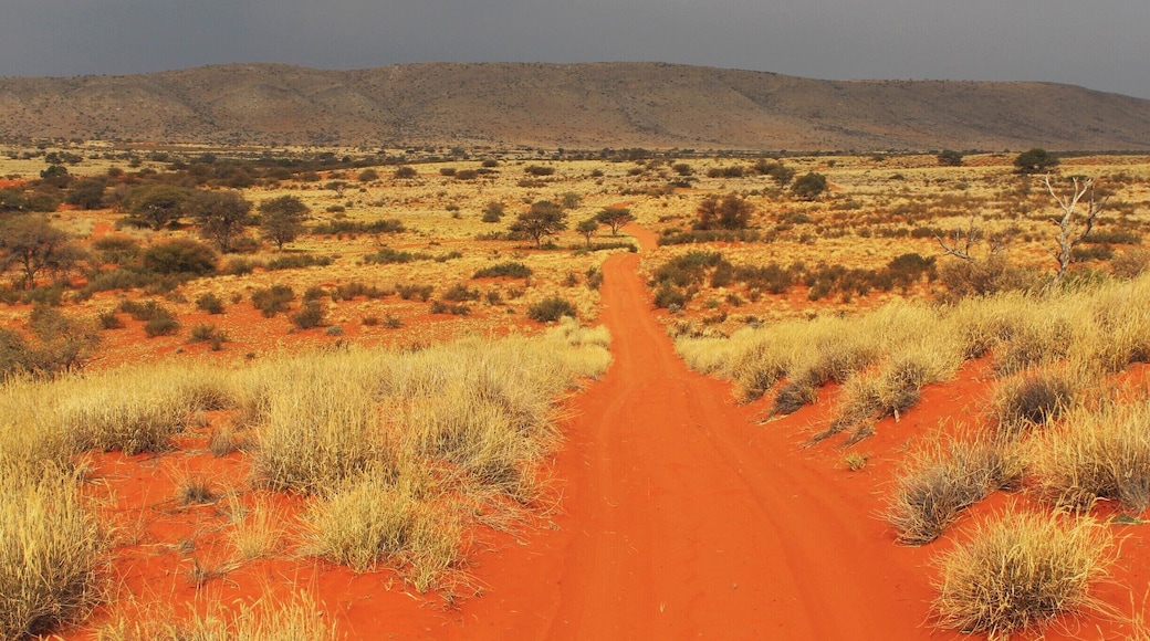 Red dunes of the Kalahari