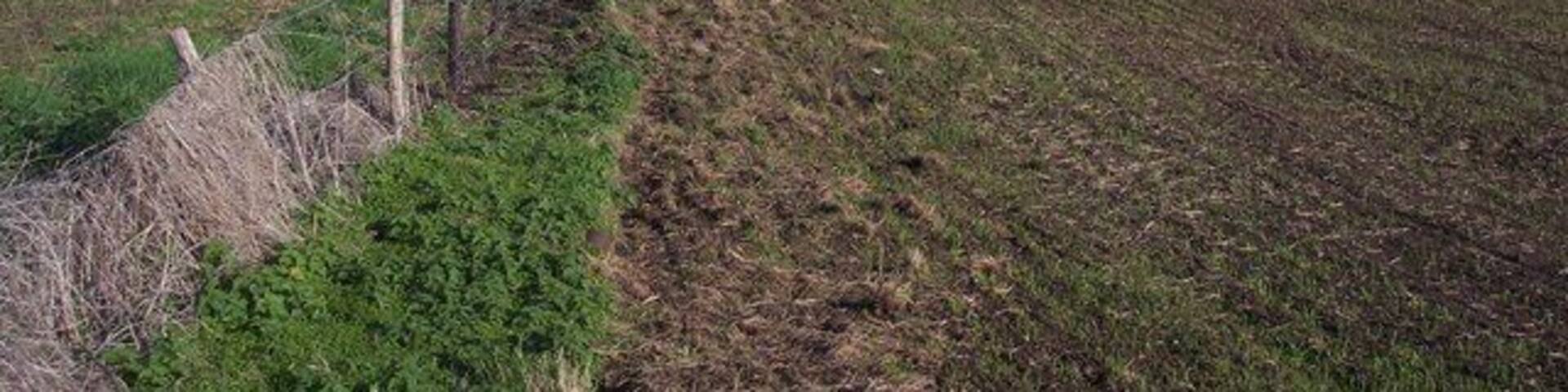 Saxon Shore Way heading to Raspberry Hill The long distance path heads along a grass byway between two fields. In the background is the Sheppey Way Bridge.