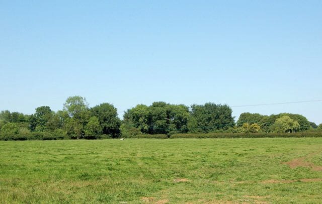 A grassy field with a line of trees in the background.