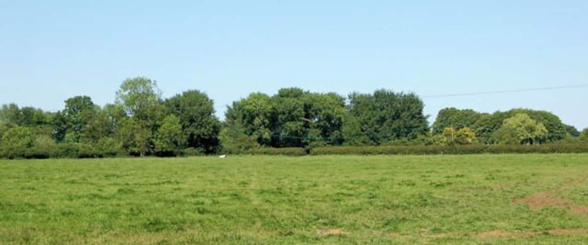 A grassy field with a line of trees in the background.