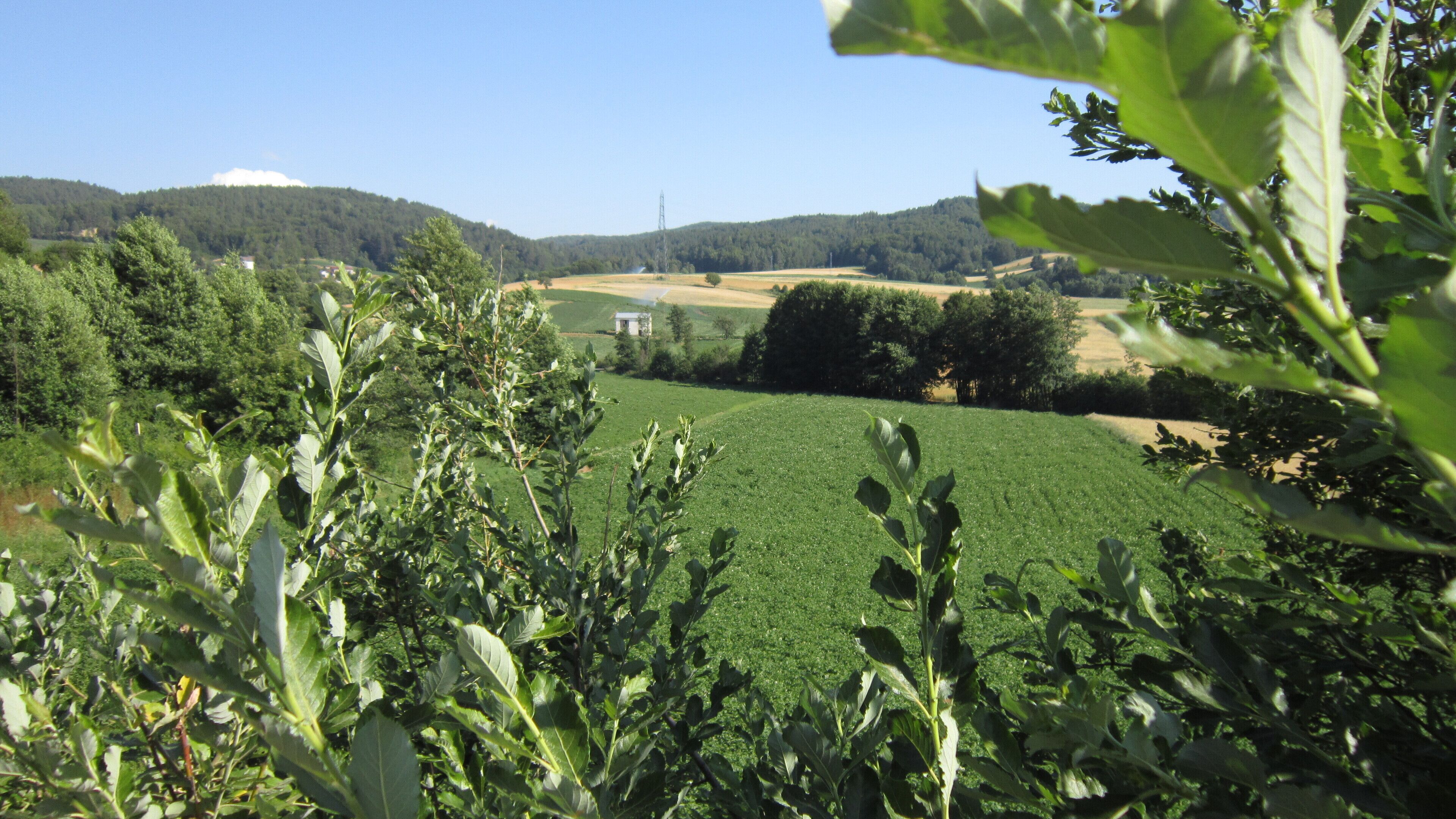 Coltivazione della patata