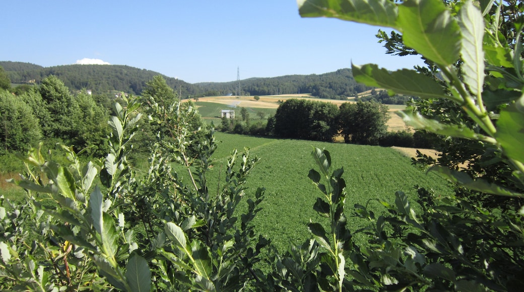 Coltivazione della patata