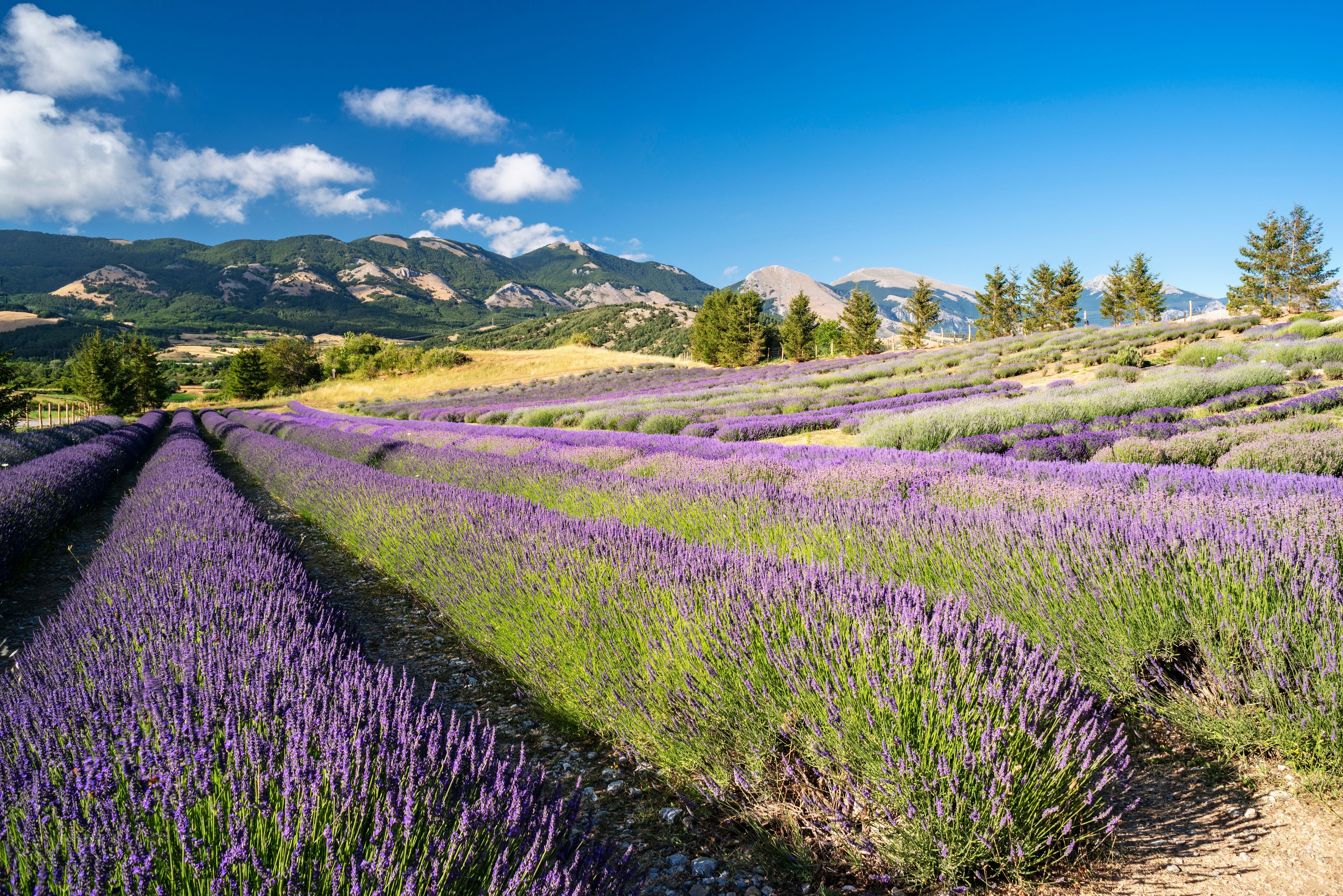 Italy/Calabria, province of Cosenza, Morano Calabro, Campo Tenese, Lavender Park. In the background the Pollino Massif
