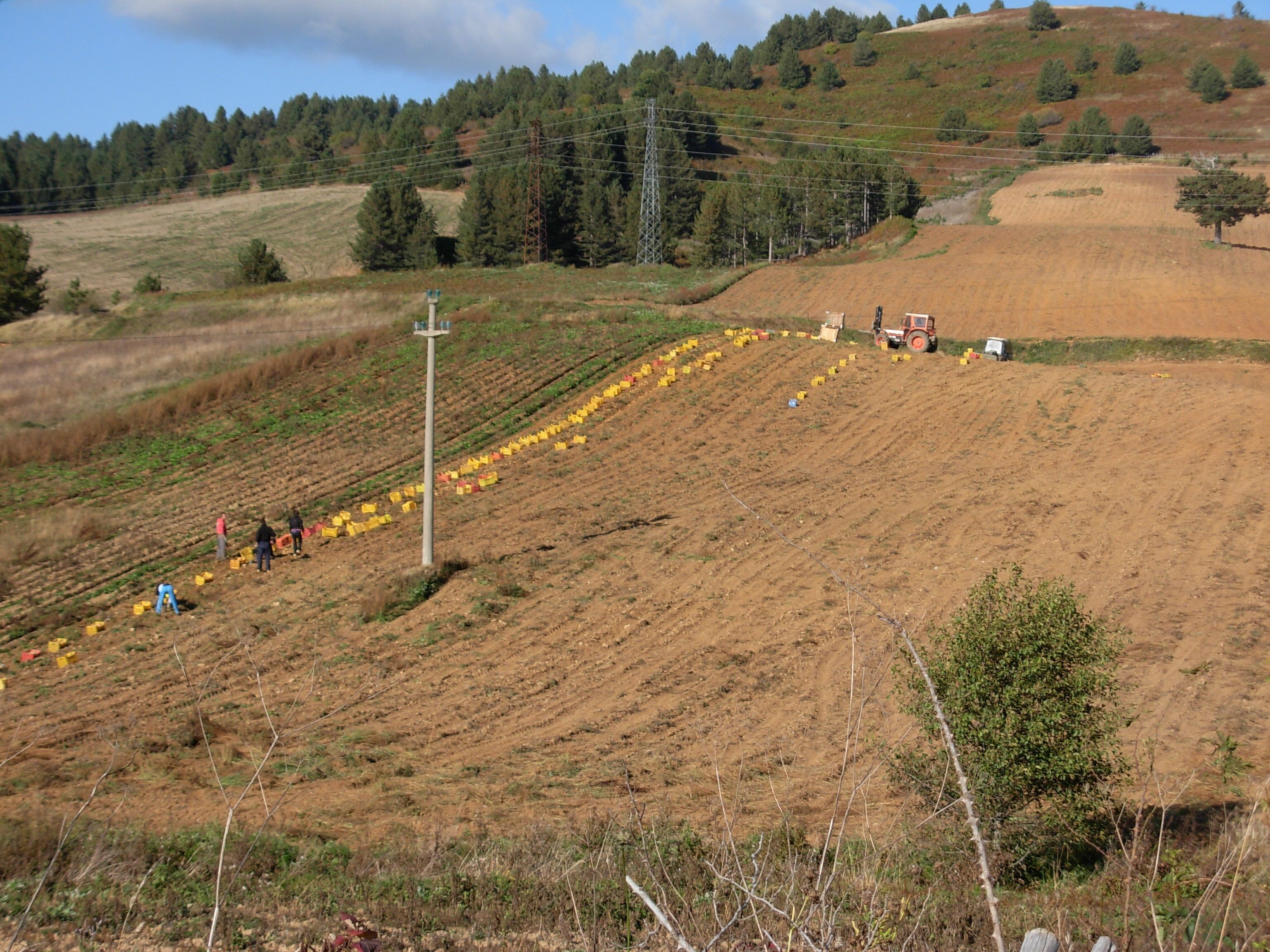 Campo di patate a Bocca di Piazza