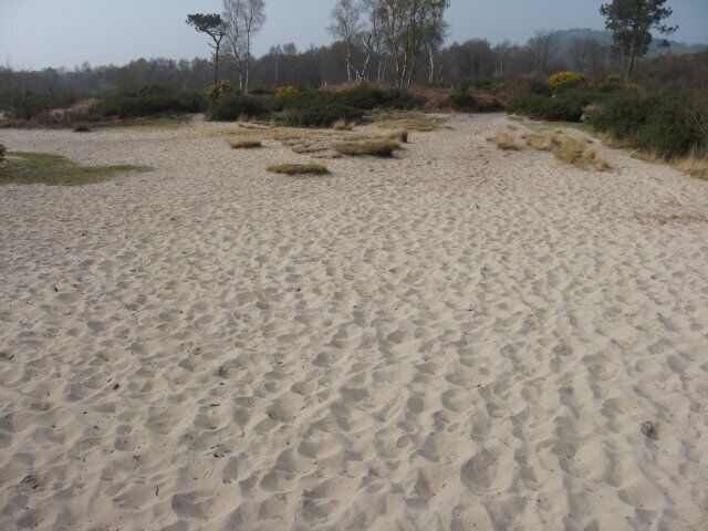 Sandy beach, Upton Heath The sand is white and very fine, like a world famous beach, but its in Upton Heath, near the noisy A35. It must underlie most of Dorset's largest heathland.
