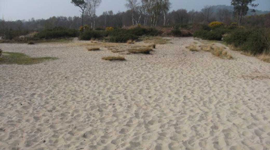 Sandy beach, Upton Heath The sand is white and very fine, like a world famous beach, but its in Upton Heath, near the noisy A35. It must underlie most of Dorset's largest heathland.