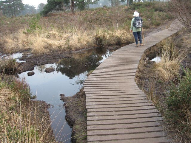 Boardwalk, Upton Heath Nature Reserve Inside this Nature Reserve, quite a bit of work is being done to ease the public's exploration of this rare environment.
