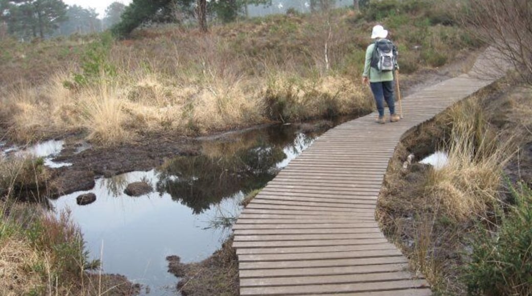 Boardwalk, Upton Heath Nature Reserve Inside this Nature Reserve, quite a bit of work is being done to ease the public's exploration of this rare environment.
