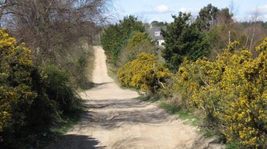 Poor Common Lane A straight, hard lane, bordered by gorse and young shire horses. Unfortunately, a main road at each end makes this a rat-run.