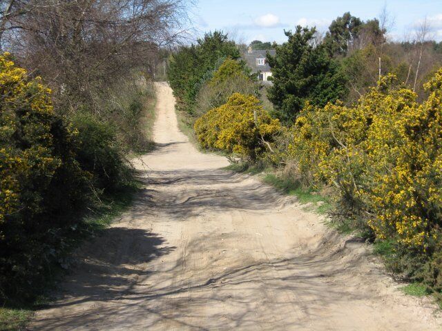 A rural dirt road flanked by yellow flowering bushes and trees, leading towards a house in the distance.