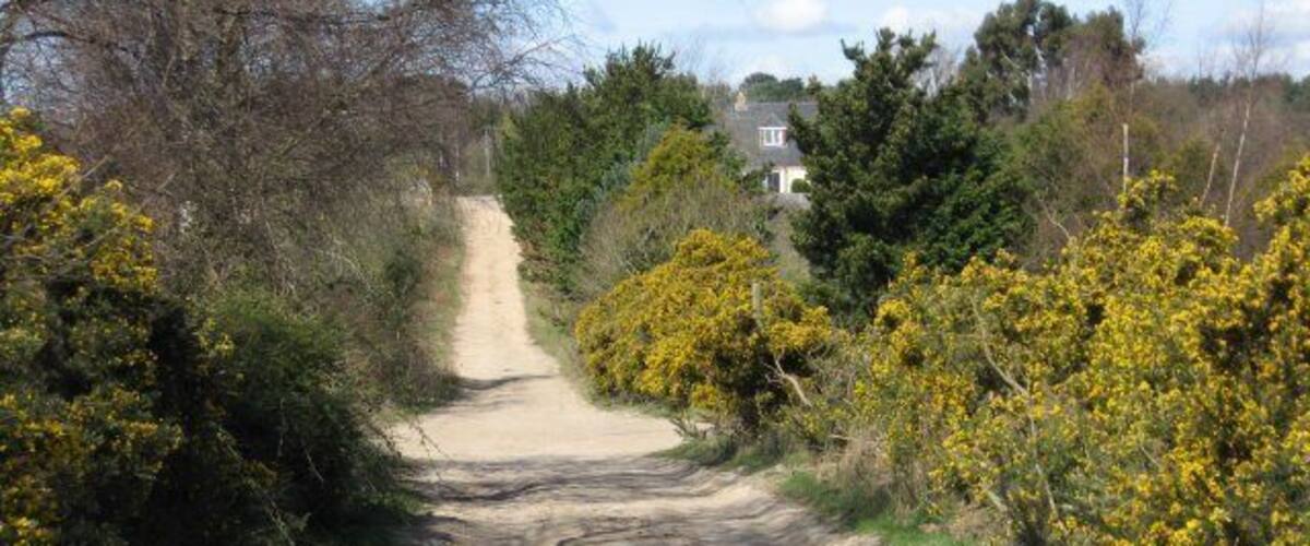 A rural dirt road flanked by yellow flowering bushes and trees, leading towards a house in the distance.